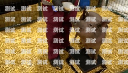 羊毛豬電話機器人騙局，揭秘背后的真相與防范措施羊毛豬網(wǎng)絡(luò)科技有限公司